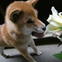 6月29日　花より　ボール！？　いやいや　スリッパ！？　更新しています☆彡