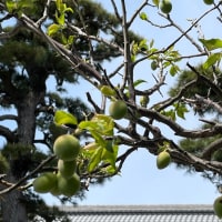 今日の旧東海道ハイキング