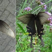 庭の花に集まる昆虫２