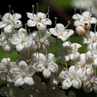 堂平大塚古墳のレンゲツツジが満開。陣場平の貝母は散って実が大きくなり始め。ガマズミ、クヌギ、ヤマフジの花（妻女山里山通信）