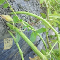 アンデス赤の収穫です