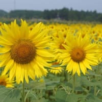 玉城町「アグリのひまわり」見てきました～(^^) 2025