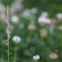 🧹🐍❻　    ねじ花を伝う雨・・・　山笠準備の追い込み　　疫病退散の権威を失った山笠　　孔雀サボテンを植え替える　　英国ウクライナ軍ロシア本土を攻撃する　　都議会選挙不正