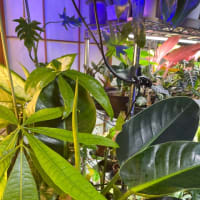 休んでる間も植物は育つ。
