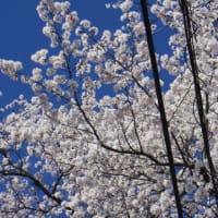 あちこちで桜満開