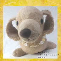 スターシード　ルピナス　ご挨拶