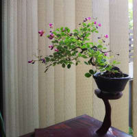 ミニ盆栽「ヤクシマハギ」の花