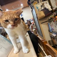 看板猫のいるお店で猫飲み 1 (2308-2)