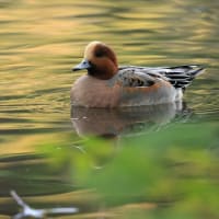 智光山公園の彩り