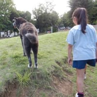 ひまわりロードを走る