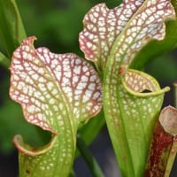鉢植えの食虫植物（１）サラセニア　 b、レウコフィラ