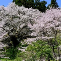 仏隆寺の千年桜（後編）