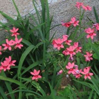 可憐な花ヒメヒオオギ