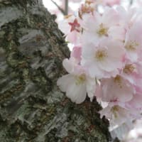 桜KURAKURA！（最終回）花見にはおむすびが最強！