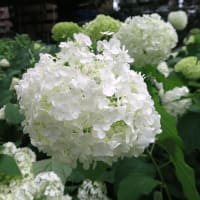 アナベルの色変化