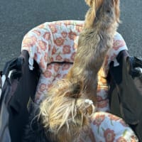 日陰で過ごしたら…