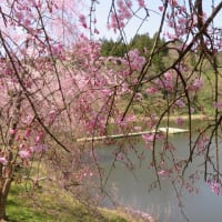 チューリップ畑と枝垂れ桜