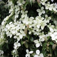山法師