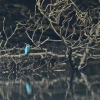 カワセミ♂の～遠い枝止まり・ホバからのダイブシーンほか・・・