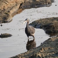6/03探鳥記録写真：狩尾岬の鳥たち（クロサギ三昧、）