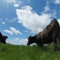 深山牧野で牛の放牧がはじまりました！