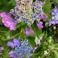 紫陽花の季節
