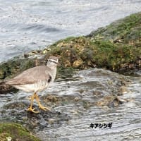 06/11探鳥記録写真-2：5月下旬に出会った鳥たち（セイタカシギ、キアシシギ、イソシギ、ウグイス、ホオジロ、など）
