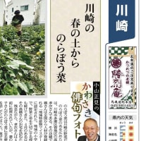 川崎の春の土からのらぼう菜