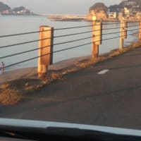 先月は60㎝かな。ベイトが近くにいない。