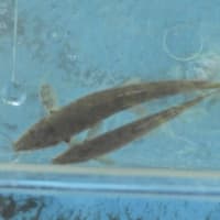 ちびっこ遊び隊！通信　2025年7月9日(水)鴨々川で「水あそび」