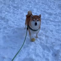 冬のこたナナ、ハイテンション散歩