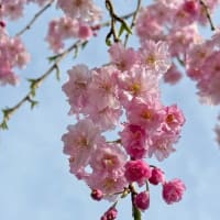 4月13日 宮城野はソメイヨシノは散ってきておりますが、しだれ桜が見頃を迎えております♪