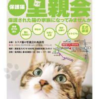 【ネスタ猫の里親会】に参加します