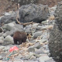 目的地に　願い叶う　海岸沿いに熊いたいた