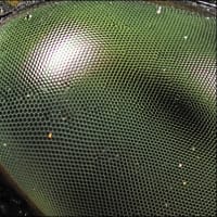 '25 昆虫の頭・顔  ～オニヤンマ（オス）～