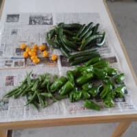 今日の農作業