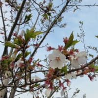 春だけど寒い日々
