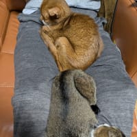 アンズ、20歳になりました。