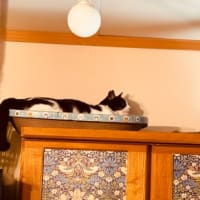 ノン子とノン太郎の関係😿
