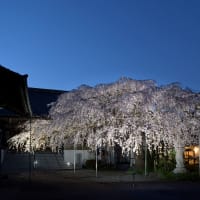慶福寺の将軍桜、ライトアップ