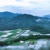 生坂産ぶどう「イクサカラット」の生い立ちと草尾上野ぶどう畑上空からの風景