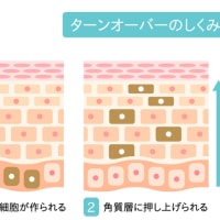 肌の仕組み