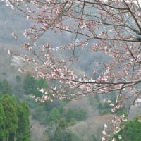 ラダー前、桜の開花情報～！！