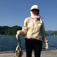 吉田マリン　釣行
