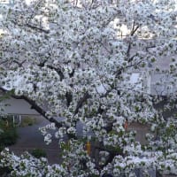 部屋の前の遅咲きの桜