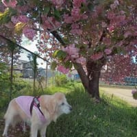15回目の桜