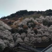 岩屋千本桜