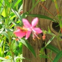 　「白蝶草」なのに赤色開花。３年目。