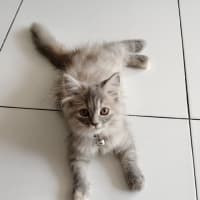 また、家族が　増えました。