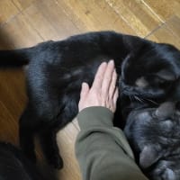 ブラックスモークの被毛は白！